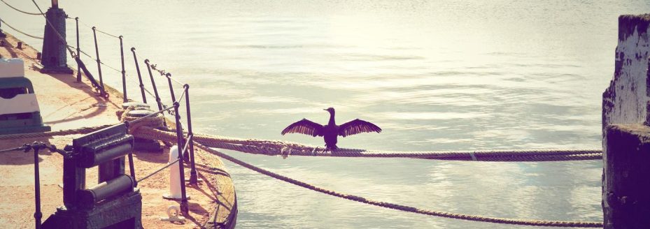 d568e4c3-0bbb-3d85-9219-b8399a04bc23 Labore provident soluta quae cum 1